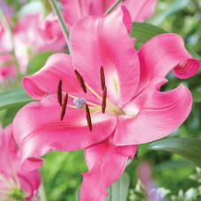 Лілія гігант Brusago