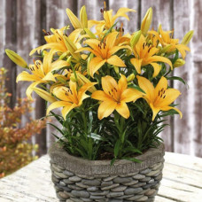 Лілія низькоросла Buff Pixtie