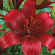 Лілія LA гібрид California
