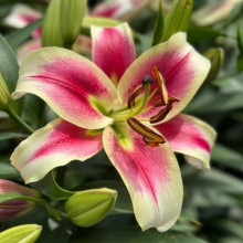 Лилия гигант Candy Club