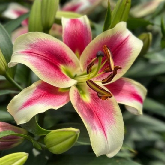 Лілія гігант Candy Club