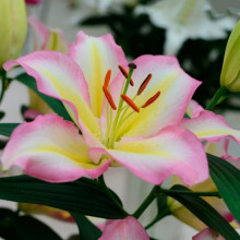 Лілія з гігантською квіткою Captain Tricolore