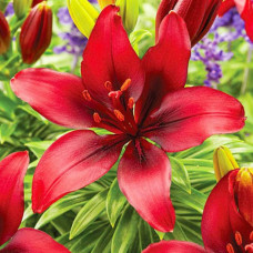 Лілія азіатська Cavoli