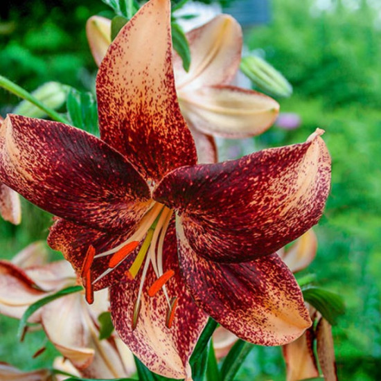 Лілія азіатська Chocolate Event