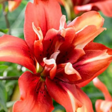 Лілія азіатська махрова Coctail Twins