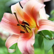 Лілія орієнтальна тигрова Coral Queen