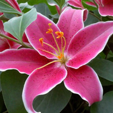 Лілія орієнтальна тигрова Deep Impact