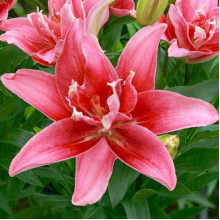 Лілія азіатська махрова Double Lady