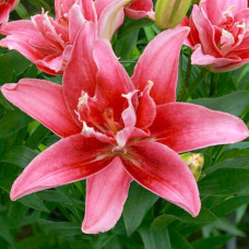 Лілія азіатська махрова Double Lady