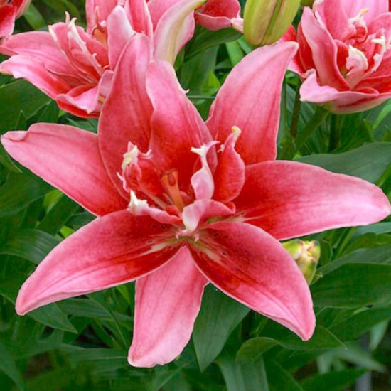 Лілія азіатська махрова Double Lady