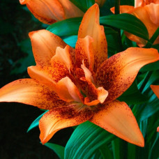 Лілія азіатська махрова Double Love