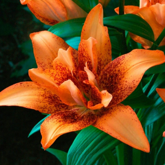 Лілія азіатська махрова Double Love