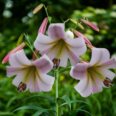 Лілія ОТ гібрид Eastern Moon
