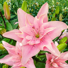 Лілія азіатська махрова Elodie