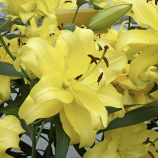 Лілія орієнтальна махрова Exotic Sun