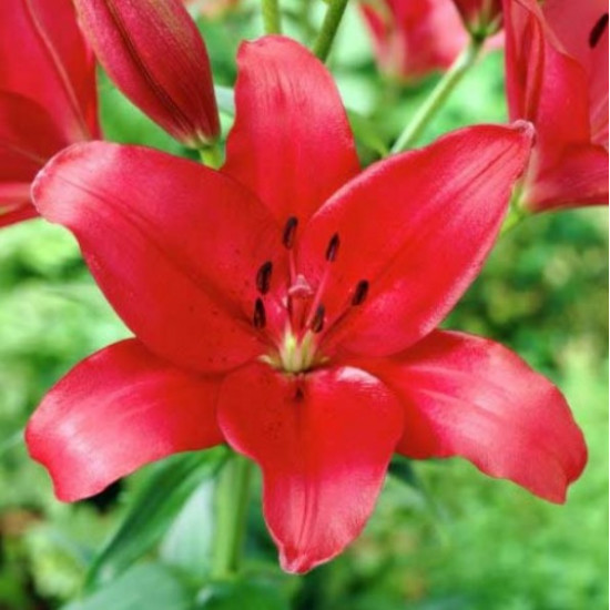 Лілія LA гібрид Fangio