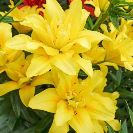 Лілія азіатська махрова Fata Morgana