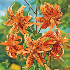 Лілія звисаюча махрова Flore Pleno