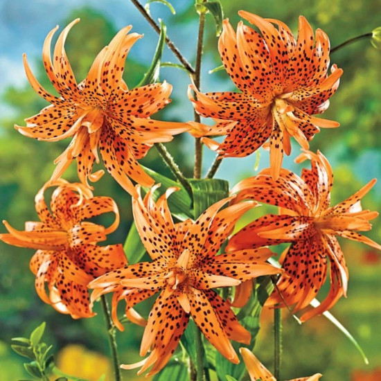 Лілія звисаюча махрова Flore Pleno