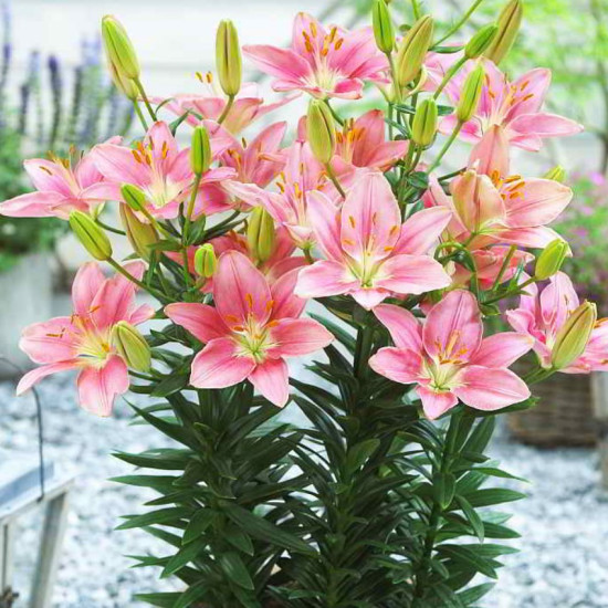 Лілія низькоросла Foxtrot