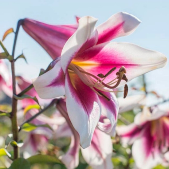 Лілія LO гібрид Friso