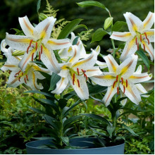 Лілія низькоросла Garden Party