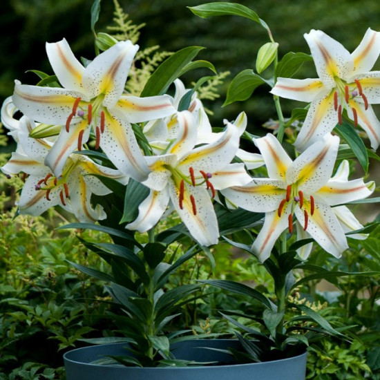 Лілія низькоросла Garden Party