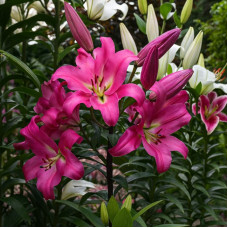 Лілія гігант Giordana