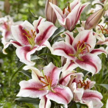 Лілія орієнтальна Hachi