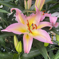 Лілія орієнтальна Hocus Pocus