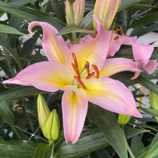 Лілія орієнтальна Hocus Pocus