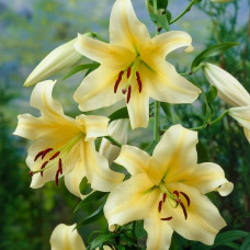 Лілія гігант Honeymoon (Медовий місяць)