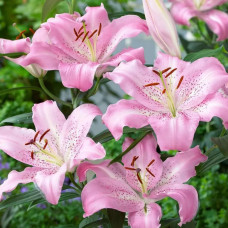 Лілія орієнтальна Josephine