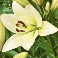 Лилия LA гибрид Kelso