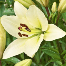 Лілія LA гібрид Kelso