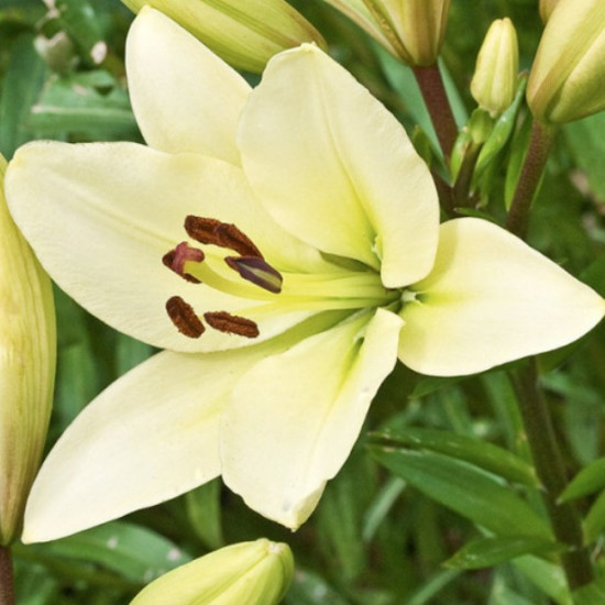 Лілія LA гібрид Kelso