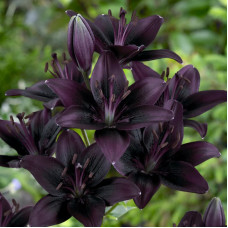 Лілія азіатська Landini