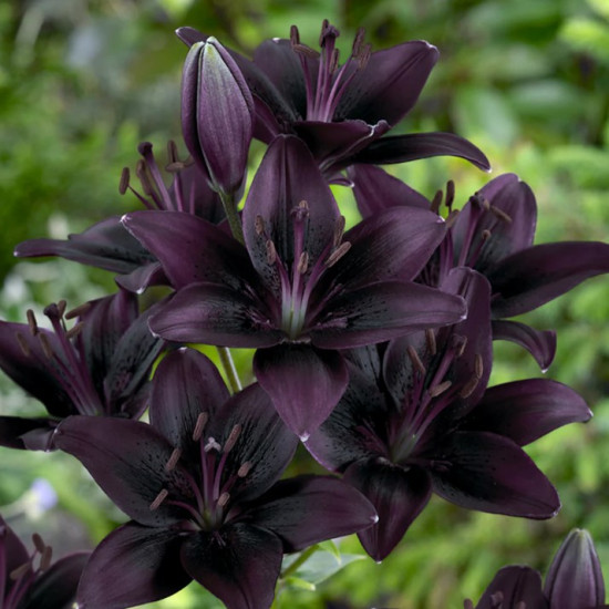 Лілія азіатська Landini