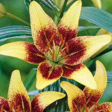 Лілія азіатська Latvia