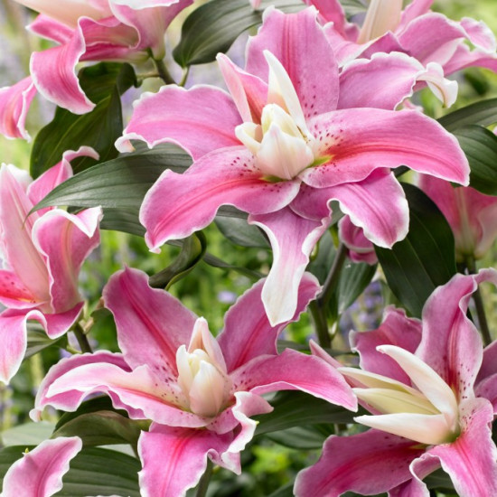 Лілія орієнтальна махрова Lilac Cloud