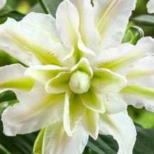 Лілія орієнтальна махрова Lodewijck