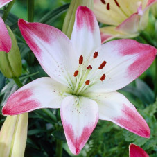 Лілія азіатська Lollypop