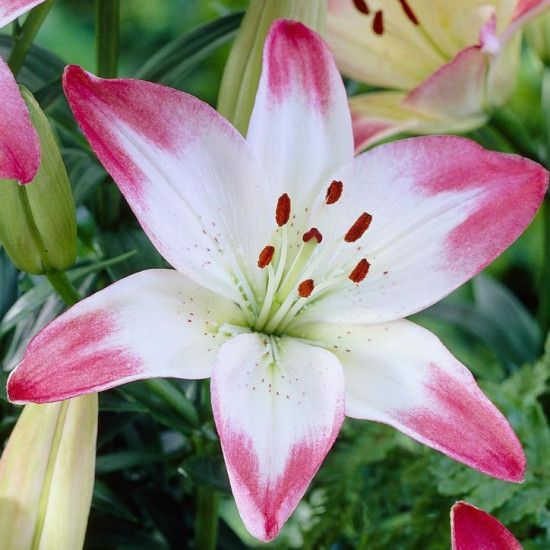 Лілія азіатська Lollypop