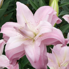 Лілія орієнтальна махрова Lotus Breeze