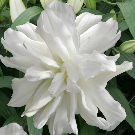 Лілія орієнтальна махрова Lotus Ice
