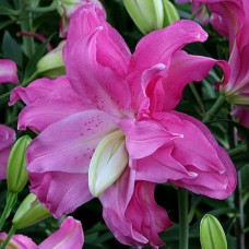 Лілія орієнтальна махрова Lotus Joy