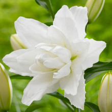 Лілія орієнтальна махрова Lotus Pure