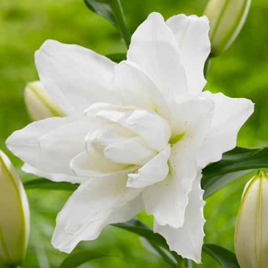 Лілія орієнтальна махрова Lotus Pure