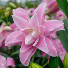 Лілія орієнтальна махрова Lotus Spring