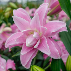 Лілія орієнтальна махрова Lotus Spring